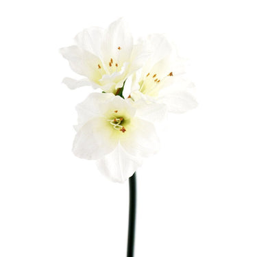 Flowers-Amaryllis-Bloomr