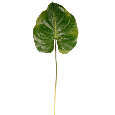 Flowers-Canna Leaf-Bloomr