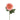 Flowers-Chrysanthemum-Bloomr