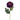 Flowers-Chrysanthemum-Bloomr