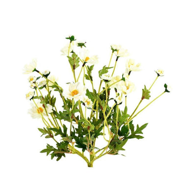 Flowers-Cosmos-Bloomr
