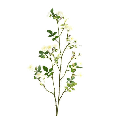 Flowers-Garden Rose-Bloomr