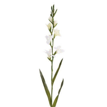 Flowers-Gladiola-Bloomr