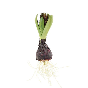 Flowers-Hyacinth with Bulb-Bloomr
