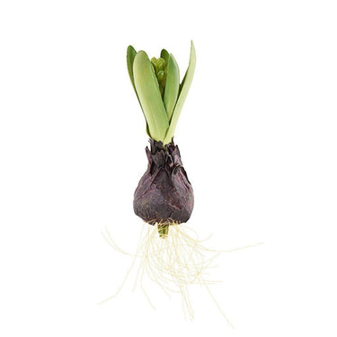 Flowers-Hyacinth with Bulb-Bloomr