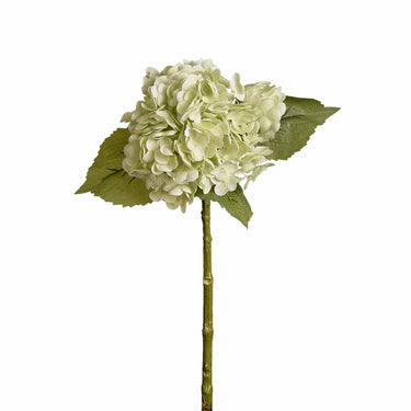 Flowers-Hydrangea-Bloomr