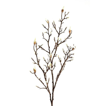 Flowers-Magnolia-Bloomr