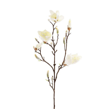 Flowers-Magnolia-Bloomr