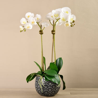 Flowers-Orchid Arrangement in Ceramic Vase-Bloomr