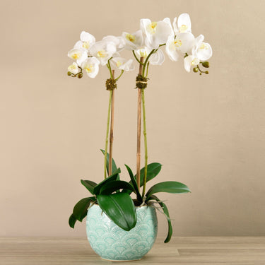 Flowers-Orchid Arrangement in Ceramic Vase-Bloomr