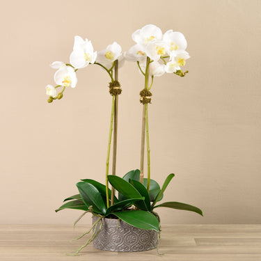 Flowers-Orchid Arrangement in Ceramic Vase-Bloomr