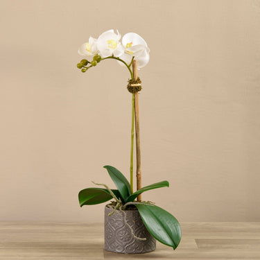Flowers-Orchid Arrangement in Ceramic Vase-Bloomr