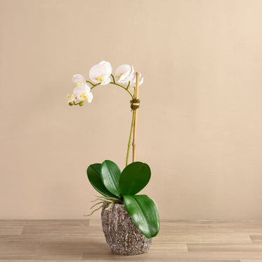 Flowers-Orchid Arrangement in Concrete Pot-Bloomr