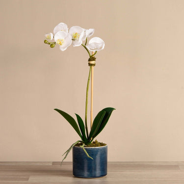Flowers-Placid Orchid Arrangement-Bloomr