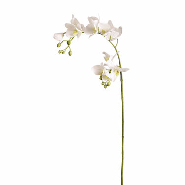 Flowers-Orchid Stem-Bloomr