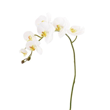 Flowers-Orchid Stem-Bloomr