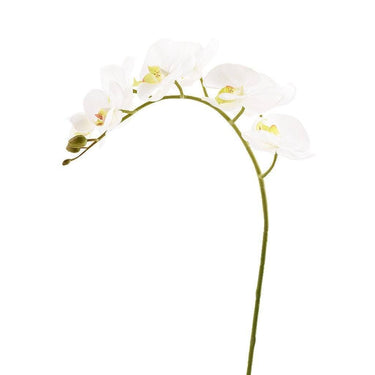 Flowers-Orchid Stem-Bloomr