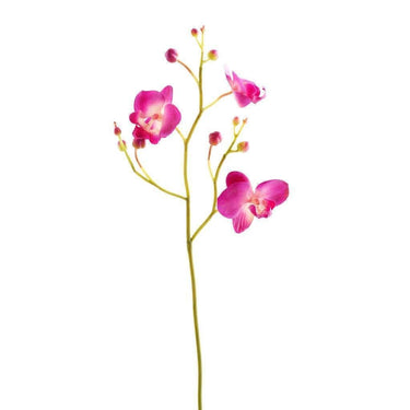 Flowers-Orchid Stem-Bloomr