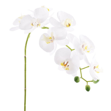 Flowers-Orchid Stem-Bloomr