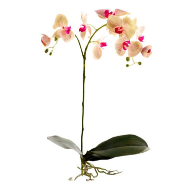 Flowers-Orchid Stem-Bloomr