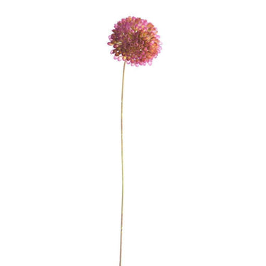 Flowers-Pompom Dahlia-Bloomr