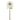 Flowers-Ranunculus-Bloomr