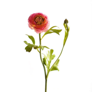 Flowers-Ranunculus-Bloomr