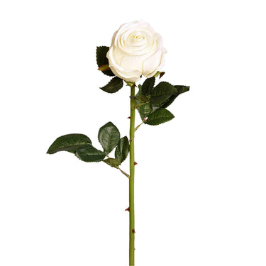 Flowers-Rose-Bloomr