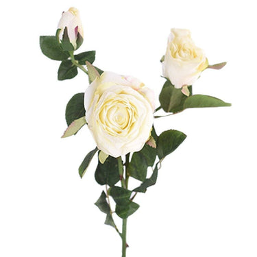 Flowers-Rose-Bloomr