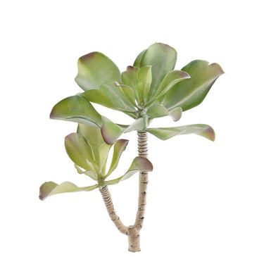 Flowers-Single Stem Succulent-Bloomr