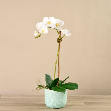 Flowers-Orchid Arrangement in Ceramic Vase-Bloomr