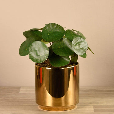 Greenery-Artificial Pancake Plant in Gold Pot-Bloomr