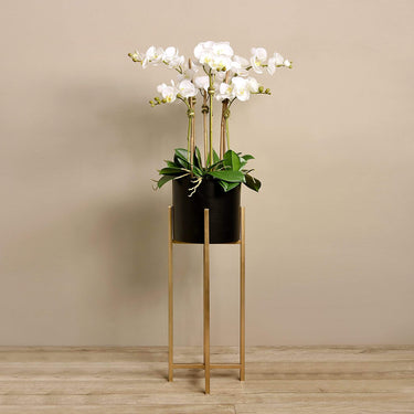 Flowers-Orchid Arrangement-Bloomr