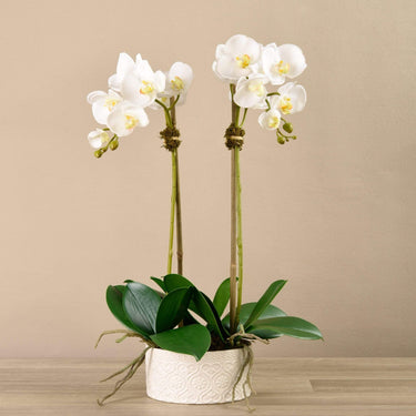Flowers-Orchid Arrangement in Ceramic Vase-Bloomr