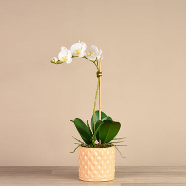 Flowers-Orchid Arrangement in Ceramic Vase-Bloomr