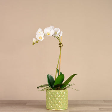 Flowers-Orchid Arrangement in Ceramic Vase-Bloomr