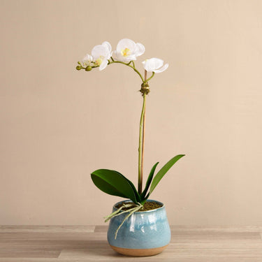 Flowers-Santa Fe Orchid Arrangement-Bloomr