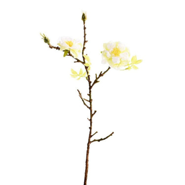 Flowers-Wild Rose-Bloomr