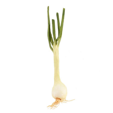 Fruits, Vegetables, Cakes & Bread-Onion-Bloomr