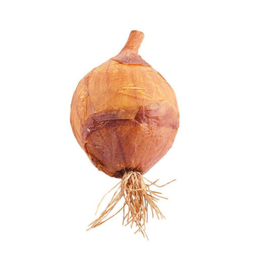 Fruits, Vegetables, Cakes & Bread-Onion-Bloomr