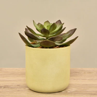 Greenery-Artificial Desert Dudleya Succulent-Bloomr