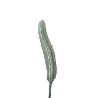 Greenery-Cactus-Bloomr