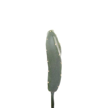 Greenery-Cactus-Bloomr