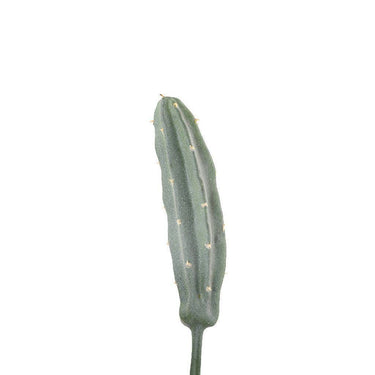 Greenery-Cactus-Bloomr