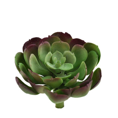 Greenery-Echeveria-Bloomr