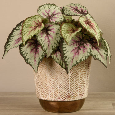 Greenery-Potted Begonia-Bloomr