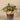 Greenery-Potted Fittonia-Bloomr