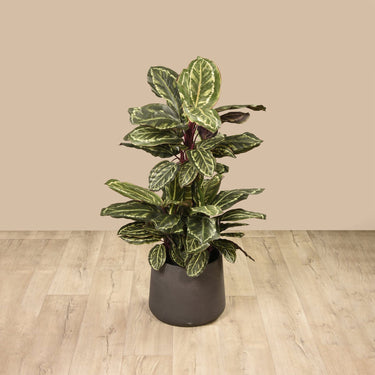 Plants-Artificial Maranta Plant 110cm-Bloomr