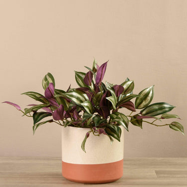 Greenery-Artificial Potted Vanilla Leaf Plant-Bloomr