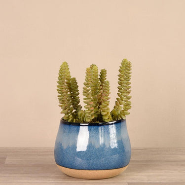 Greenery-Santa Fe Succulent Arrangement-Bloomr